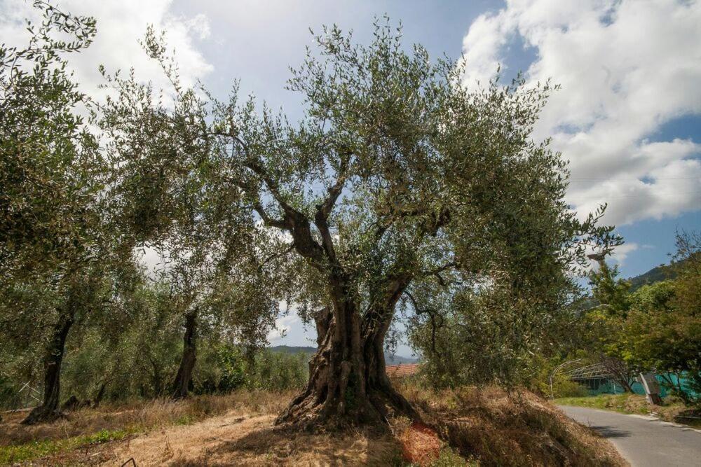 La Cicala Stonata Bed & Breakfast Dolceacqua Exterior photo